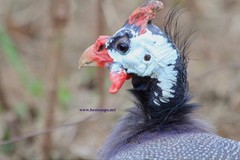 10+ Pearl Guinea Fowl Hatching Eggs