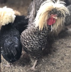 Several Varieties Polish Frizzle Hatching Eggs 15+NPIP