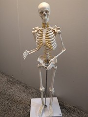 medical skeleton model 33in Wellden brand on stand