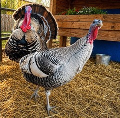 6 Heritage Breed Turkey Hatching Eggs. Please See Item Description For Breeds