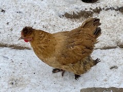 12 Fresh and Fertilized Barnyard Mix Rainbow Assortment Chicken Hatching Eggs!