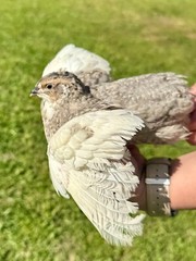 100+ RARE COLORS Coturnix Quail Hatching Eggs NPIP AI Free
