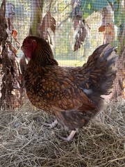 6+ Wyandotte silver, black and blue hatching eggs