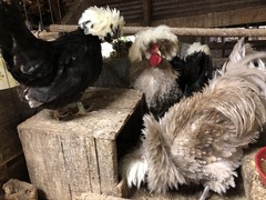 Several Varieties Polish Frizzle Hatching Eggs 15+NPIP