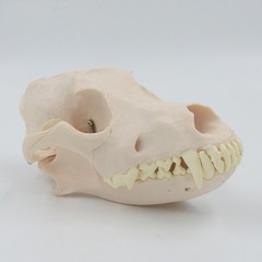 Simulation Dog Skull Teeth Pet Hospital Animal Husbandry Medical Teaching Model