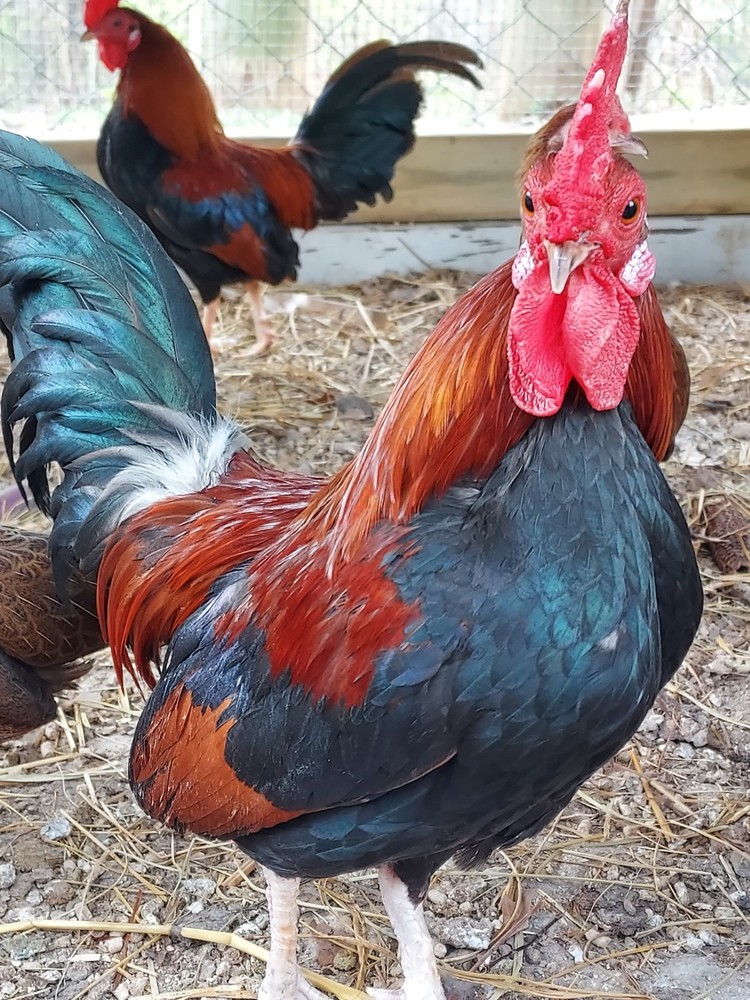 8 Purebred OEGB BB Red Chicken Fertile Hatching Eggs