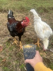 12 Hatching Eggs Giant Chicks Hybrid – Indio Gigante Dual Purpose Egg Layers