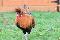 10+ Gold Appenzeller Chicken Hatching Eggs