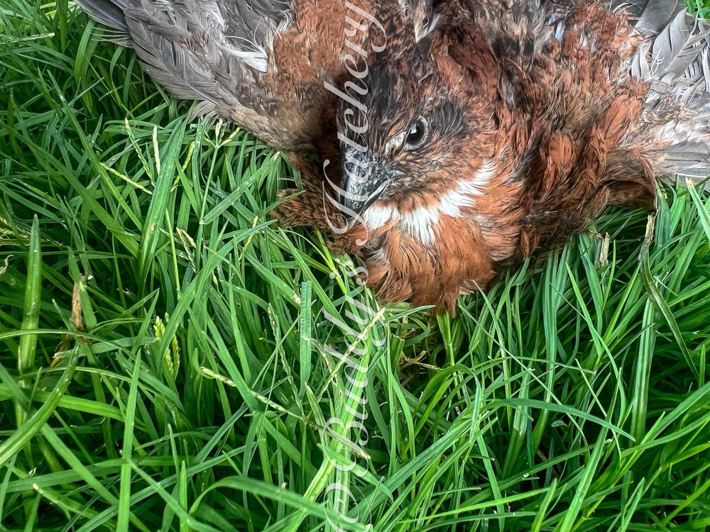 3 Dozen Tennessee Red Bob White Quail Hatching Eggs