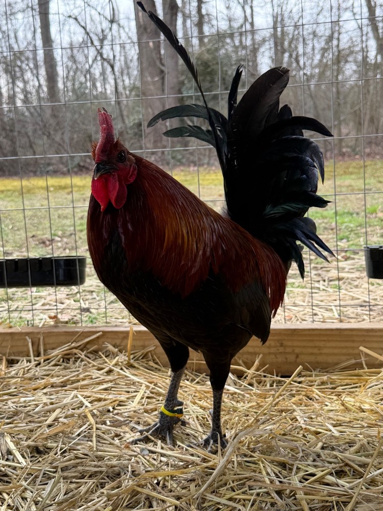 8 + Mug, Pumpkin, Blue, Black, RQ cross chicken hatching eggs