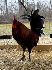 8 + Mug, Pumpkin, Blue, Black, RQ cross chicken hatching eggs