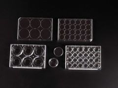 229107BE-20mm Glass Bottom TC- Plate w/ Lid, 6 Wells, Individual, Sterile-EXP