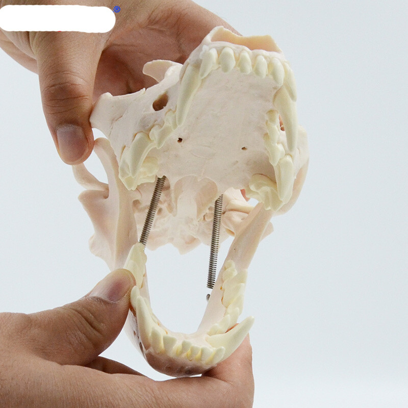 Simulation Dog Skull Teeth Pet Hospital Animal Husbandry Medical Teaching Model