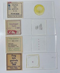 Embryology Microscope Slide Set 25 – aquatic, amphibian, chick, and mammal