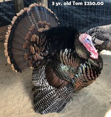 Osceola Hybrid Turkey Hatching Eggs (One Dozen)