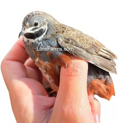12 (+3EXT) ❤️LORE FARMS Button Quail Hatching Eggs Chinese Painted SPECIAL RARE