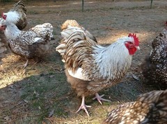 12+ Chocolate Silver Laced Orpington Hatching Eggs Large Fowl