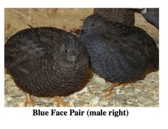 25 BUTTON QUAIL EGGS from 12+ vars ships 2 day FEDEX PLEASE READ Carton Packed