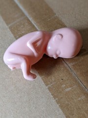 1 hard plastic model fetus, unusual medical fetal doll, abortion