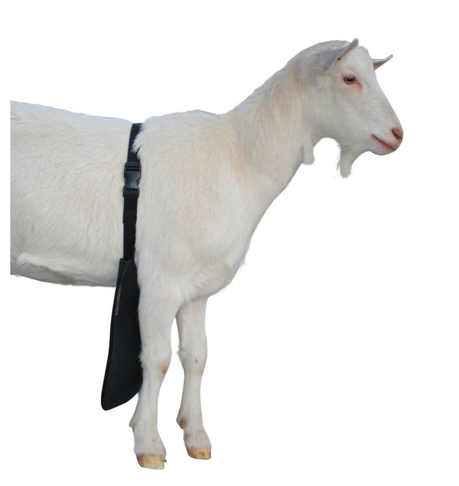 Urine Scald & Odor Control OLOR Buck Apron™ with Strap – Goats/Sheep X-SMALL