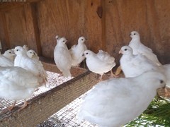 Snow White Bobwhite Quail eggs Fertility verified 20+ Very Nice Specimens