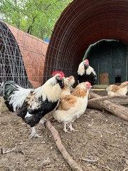 6+ LF Salmon Faverolle Hatching Chicken Eggs