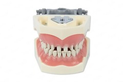 DENTAL TYPODONT MODEL 860 PREP TEETH MODEL FITS COLUMBIA BRAND REMOVABLE TEETH
