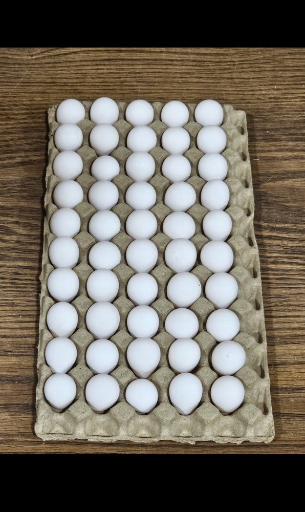 200 Northern Bobwhite Quail Hatching Eggs – NPIP Cert – FREE SHIPPING