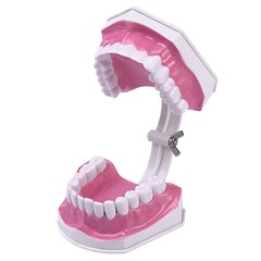 Dental Typodont Teeth Model with Braces Orthodontic Teaching Patient Demo Study