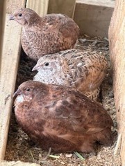 25+ Assorted Coturnix Fertile Quail Hatching Eggs – Variety Of Color