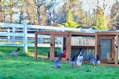 12+ Fertile Homozygous Cream Legbar Chicken Hatching Eggs
