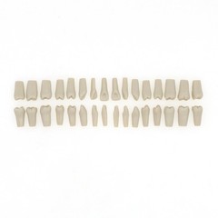 US Columbia Dentoform 860 Type Dental Typodont Model 32pcs Removable Teeth