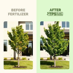 Cherry Tree Fertilizer Liquid Plant Food More Blossoms Better Fruit Set