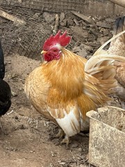 6 + small Show Quality Serama chicken Hatching Eggs