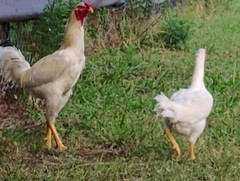 6 super rare pure white Indio gigante hatching eggs. The tallest chicken breed