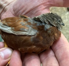 25 BUTTON QUAIL EGGS from 12+ vars ships 2 day FEDEX PLEASE READ Carton Packed