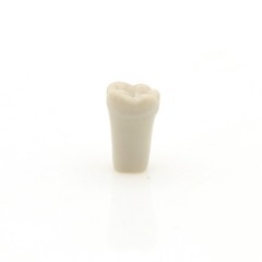 US 32Pcs Dental Individual Replacement Teeth Fits Columbia 860 Typodont Model