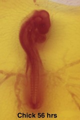 Embryology Microscope Slide Set 25 – aquatic, amphibian, chick, and mammal