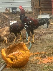 10 Giant Chicks Hatching Eggs- Indio Gigante X Dual Purpose Prolific Egg Layers