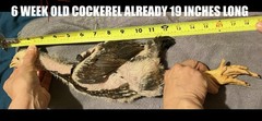 15+ Indio Gigante Hatching Eggs. Brazil NPIP ~ AI. TALLEST CHICKEN IN WORLD 🌎