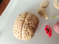 1:1 Size Human 15 Parts Brain Model Medical Anatomy With 58 Digital Indication