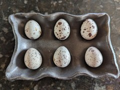 18 Gambel’s Quail Hatching Eggs – Farm fresh + tested fertile