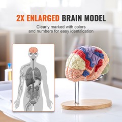 VEVOR Human Brain Model Anatomy Teaching Brain Model 4-Part Labeled 2X Enlarged