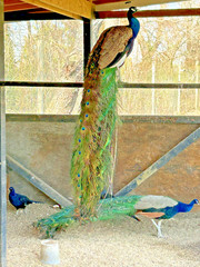 PRE SALE 4 Mixed PEACOCK Hatching Eggs, Ready to Ship IN 7-14 DAYS