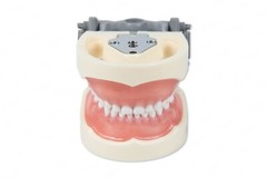 Dental Typodont Model 200P Compatible w/ Nissin Teeth