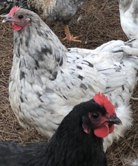 12 BYM Chicken Hatching Eggs Ameraucana Orpington Wyandotte Maran Cochin Brahma