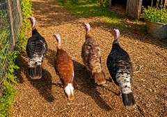 6 Heritage Breed Turkey Hatching Eggs. Please See Item Description For Breeds