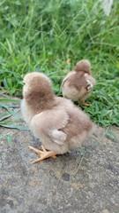 6 English Orpington Hatching Eggs Rare & Unusual Colors*new Pics *