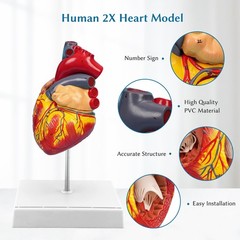 2X Enlarged Anatomical Heart Model,4-Part Removable with Ventricles Atria Val…