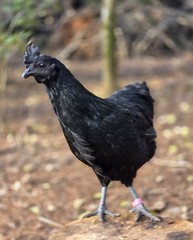 24 Ayam Cemani Hatching Eggs Fertile Fresh Rare Black Chicken Shipped Fast